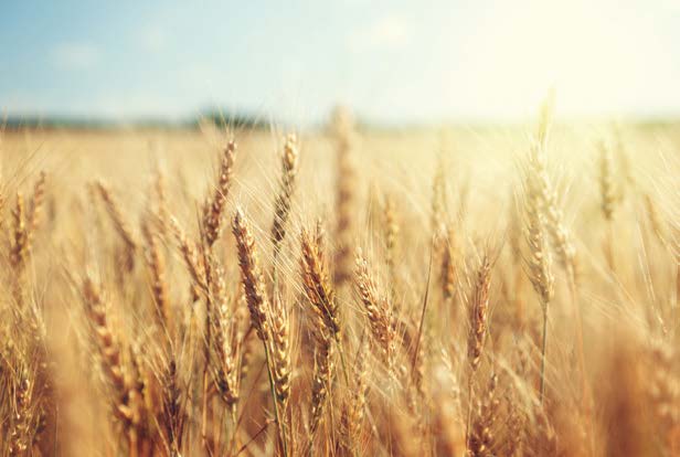 Golden wheat field close-up under soft blue sky, sunlit grain heads swaying in the breeze