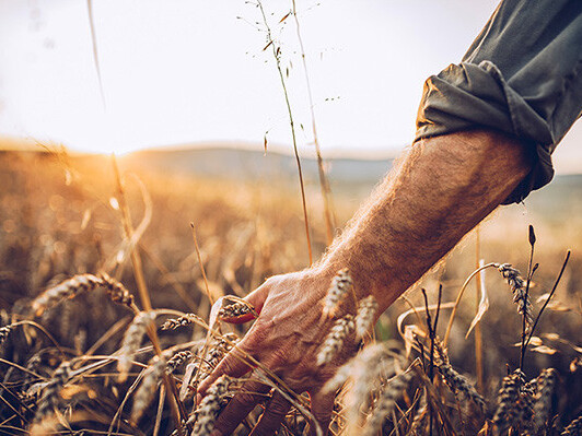 Man in field reaching toward sunlight through tall grass during golden hour, close-up of hands and arms